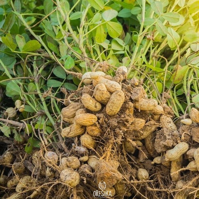 Peanut pods closeup