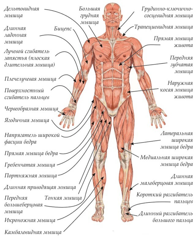 Мышцы мужчины анатомия схема