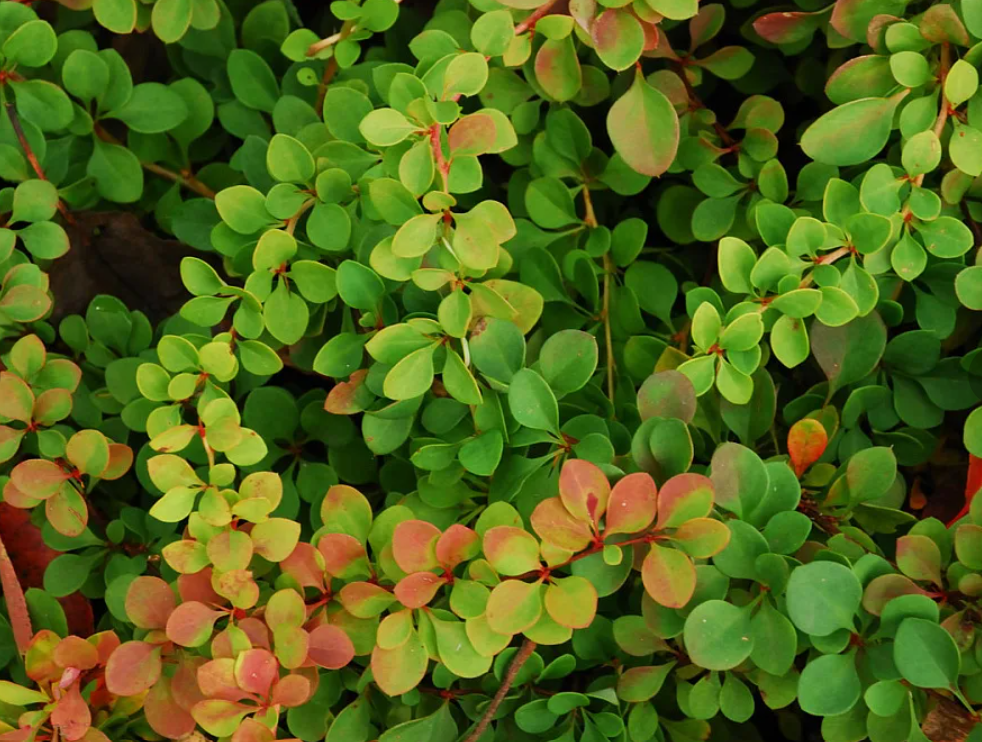 Небольшие кусты. Барбарис Тунберга (Berberis thunbergii). Барбарис Тунберга зеленый. Барбарис Тунберга Green ornament. Барбарис Тунберга Грин орнамент.