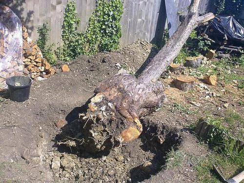 Фруктовое дерево с корнями. Как удалить корни вишни. Катаровка винограда это. Корни яблони. Сирень корни поросль.