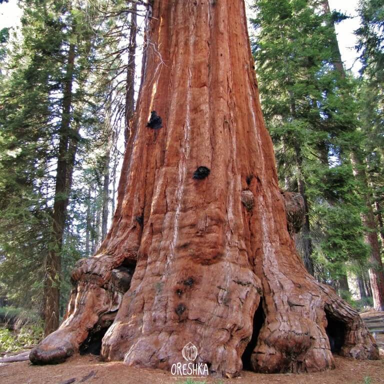 Coast Redwood trunk bark close up texture