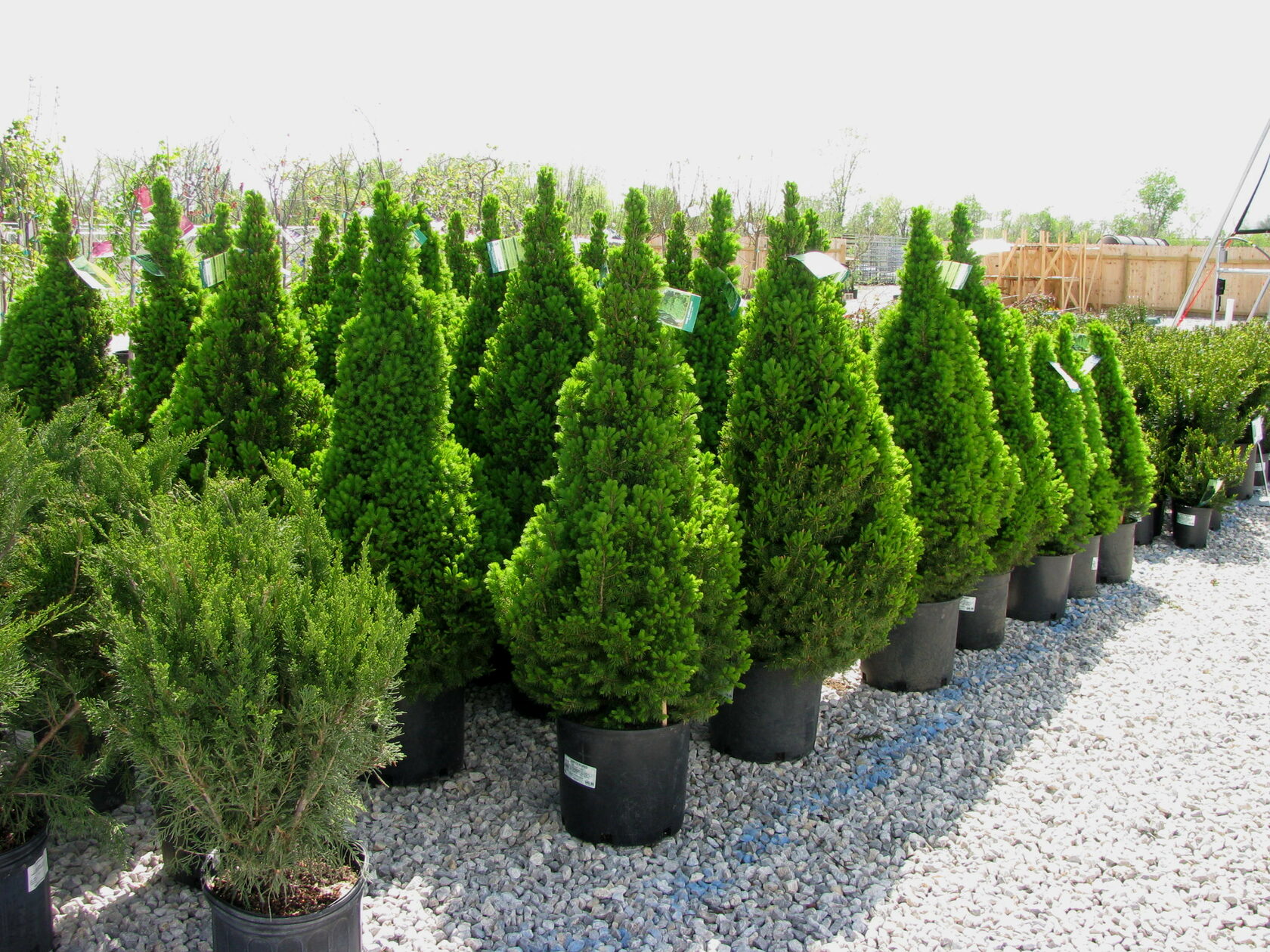 Питомник ДарСад - Каталог