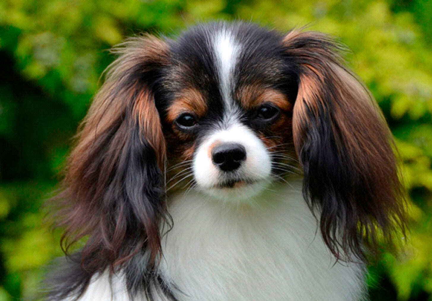 фален с опущенными ушами