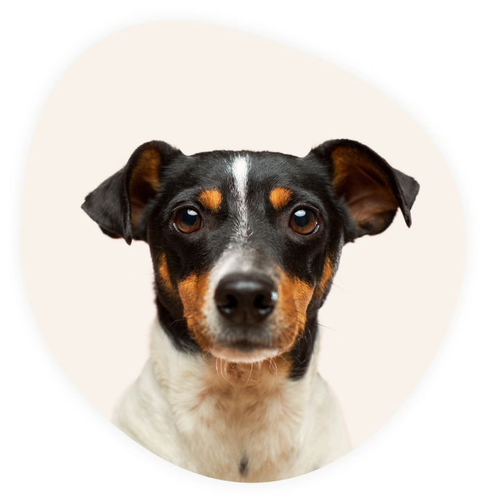 Ветеринар эксперт — ветеринарные услуги на дому в Москве