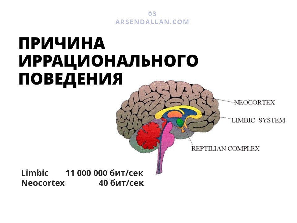 Неокортекс это простыми словами