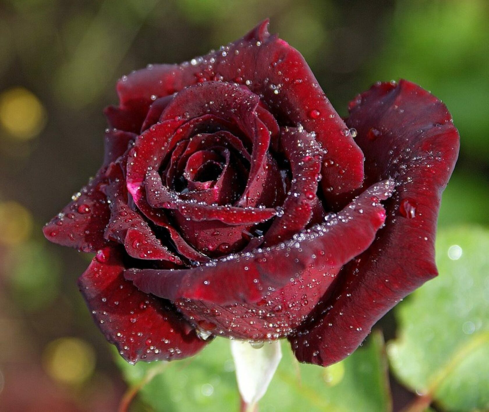 Роза чайно-гибридная Black Baccara