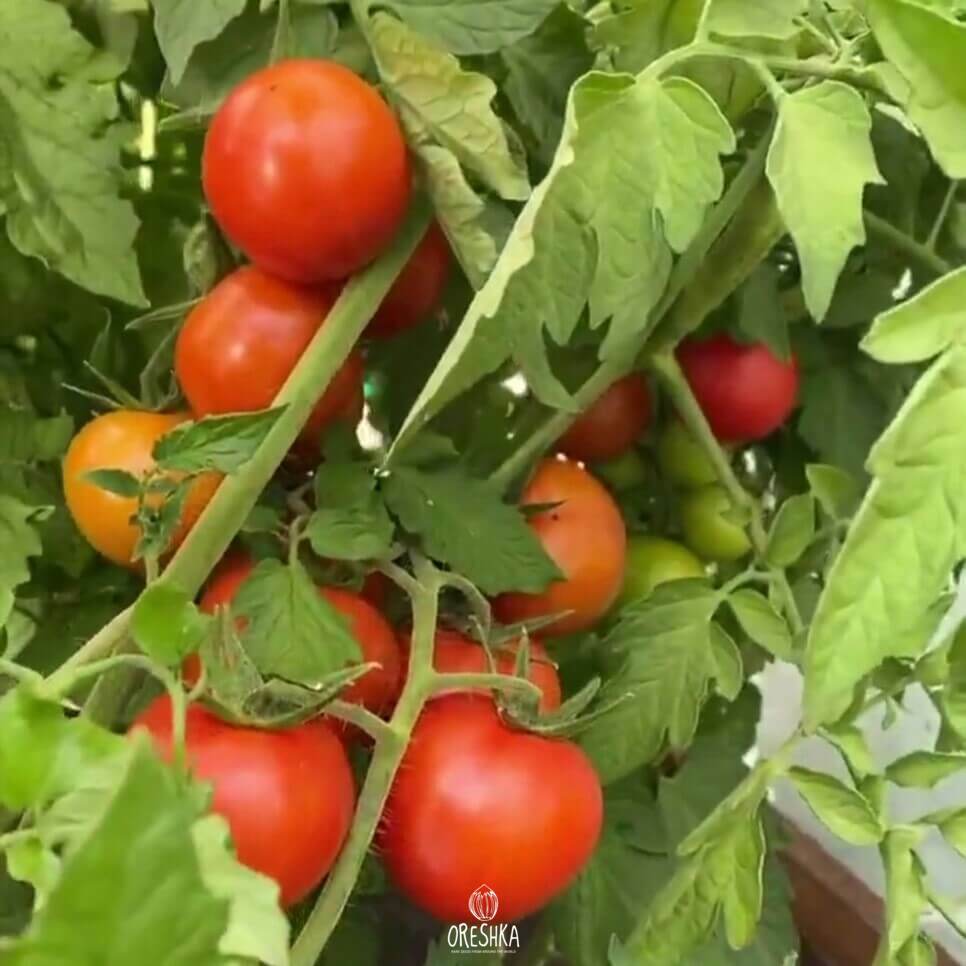 Seeds of Tomato Little Red Riding Hood (solanum lycopersicum) — 10 pcs