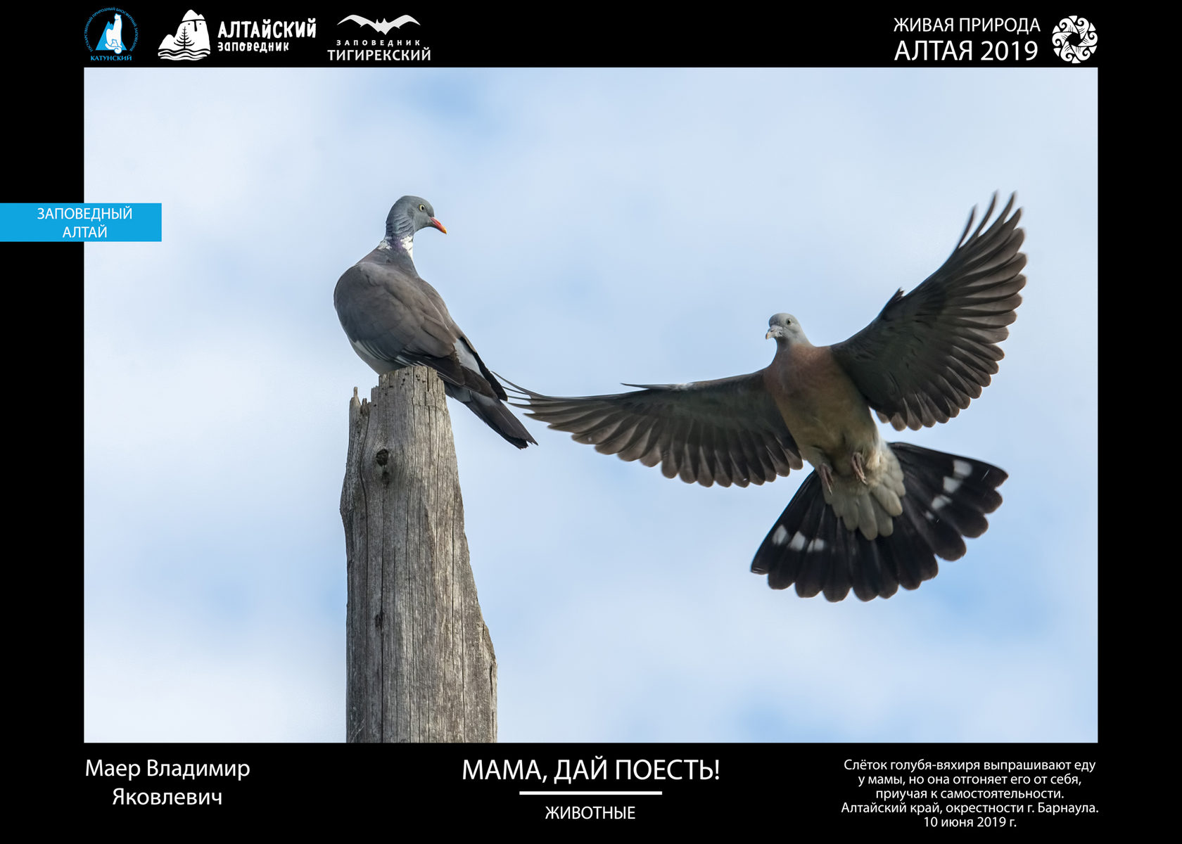 Лесных голубей. Вяхирь. Вяхирь в полете. Вяхирь Горлица в полете. Лесной голубь вяхирь полет.