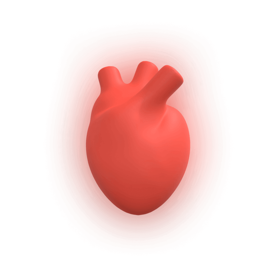 сердце, сердце человека, модель сердца, красное сердце, реалистичное сердце