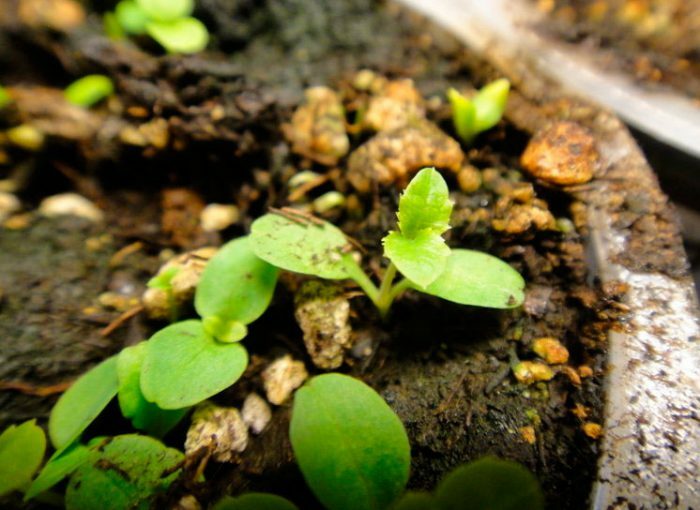 Выращивание платикодона из семян