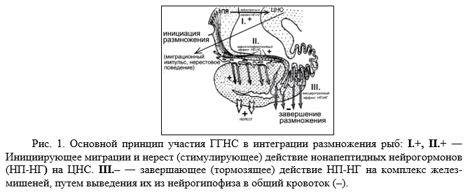 Основной принцип участия ГГНС в интеграции размножения рыб