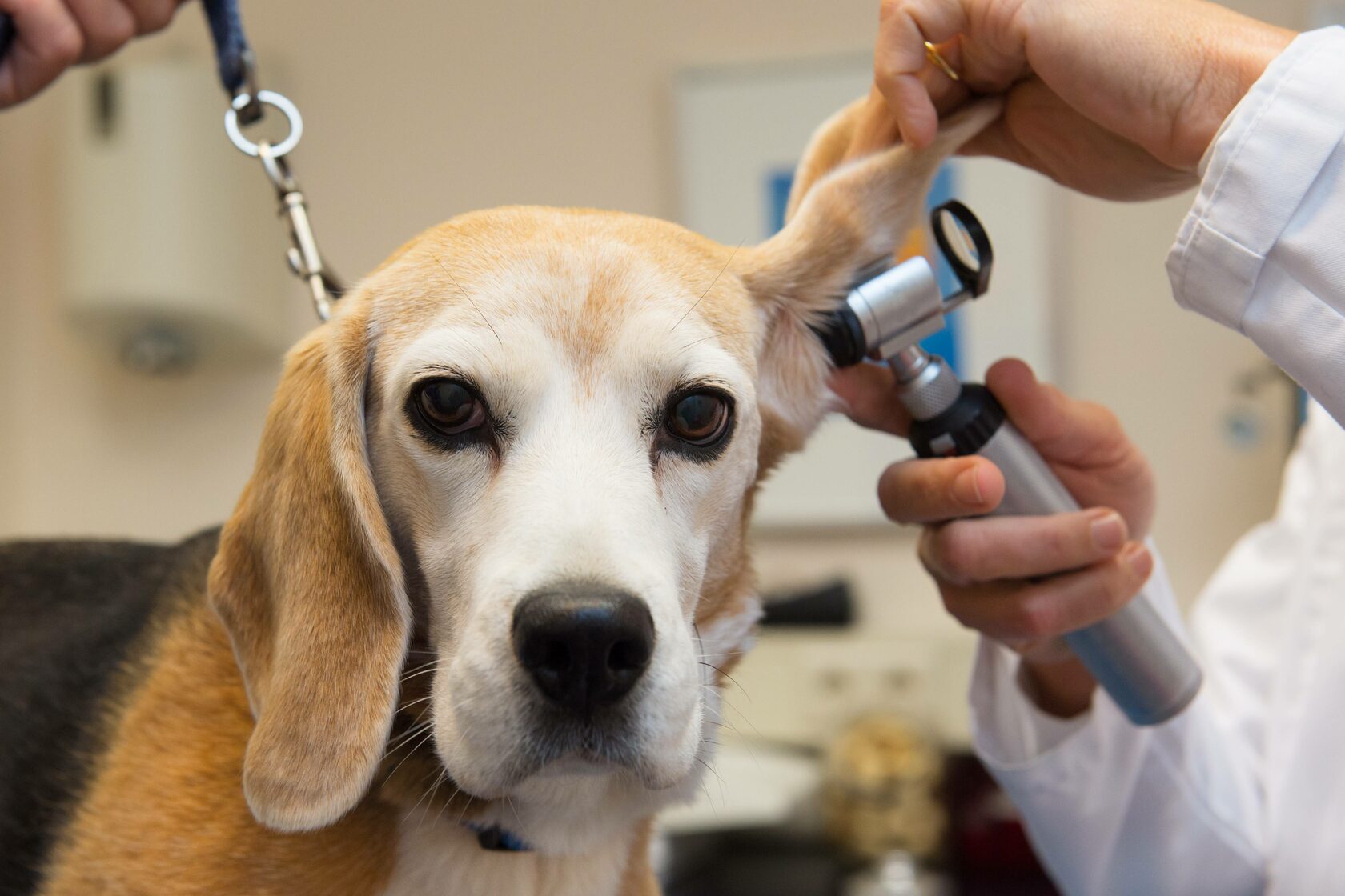 Отодектоз ушной клещ у собак: что делать, симптомы и лечение в домашних условиях | sauna-chelyabinsk.ru