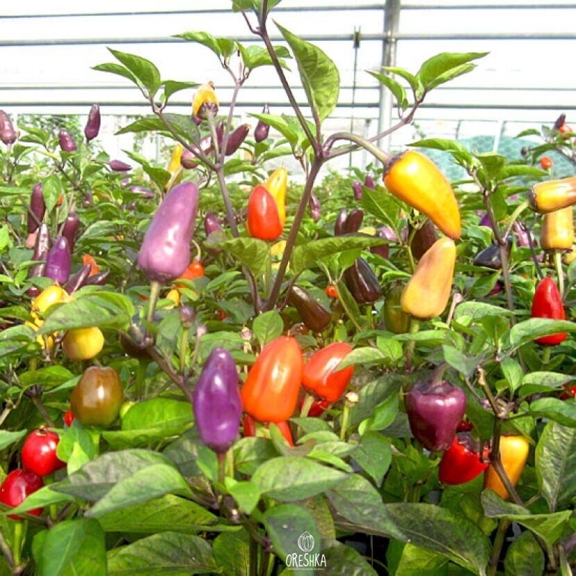 Seeds of Hot pepper Ecuador purple (Capsicum) — 5 pcs