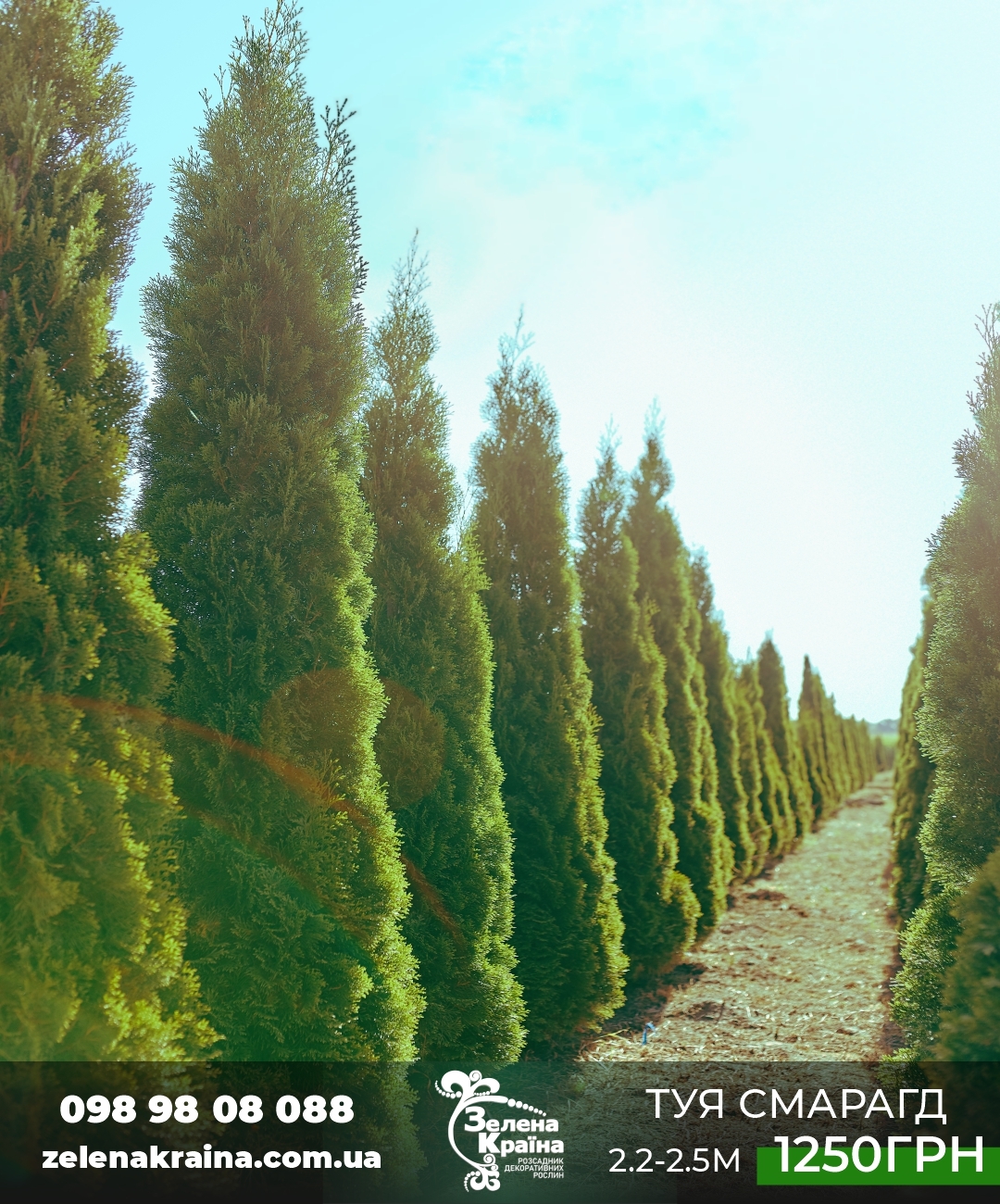 Туя западная Смарагд купить киев
