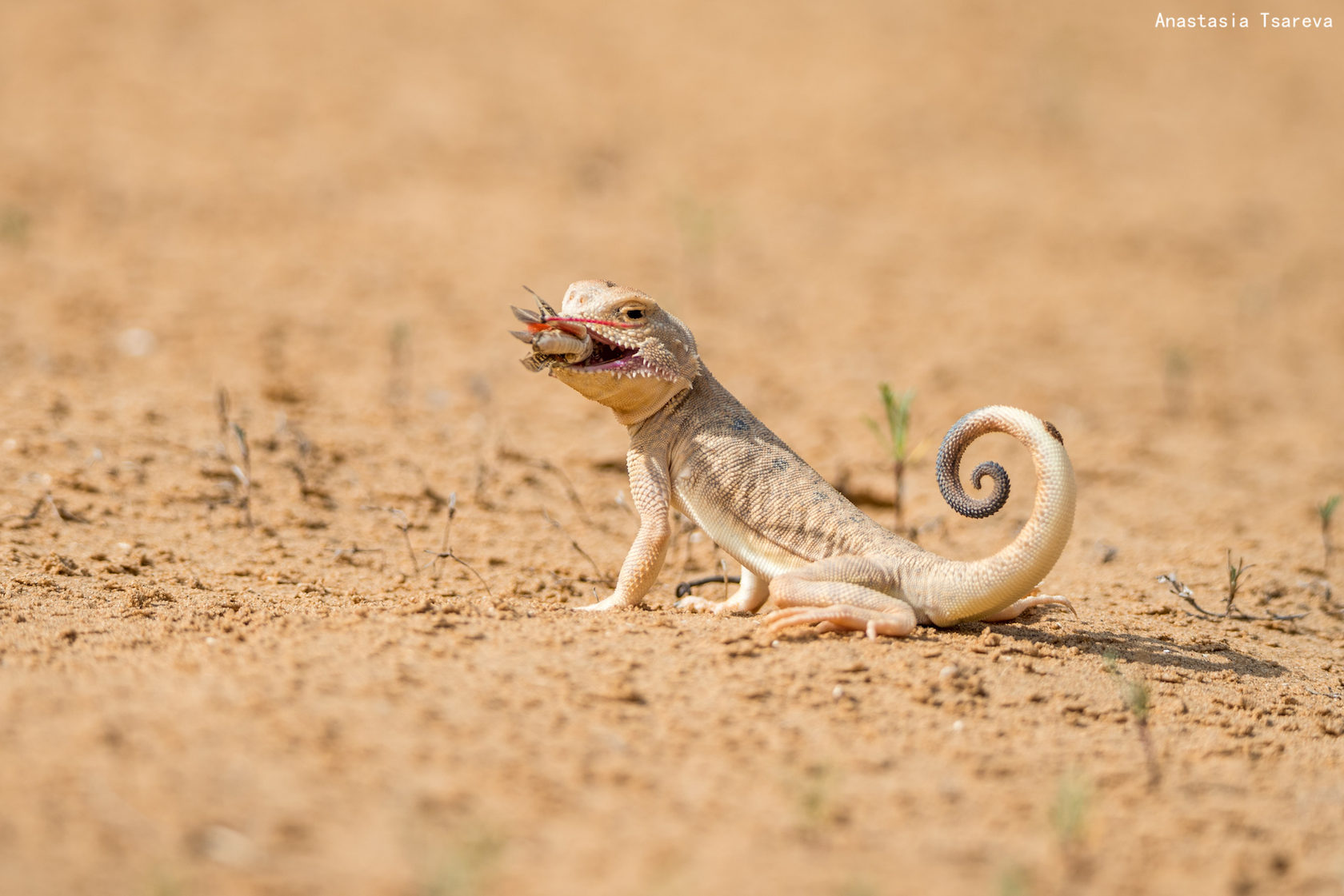 Phrynocephalus The Photography Forum