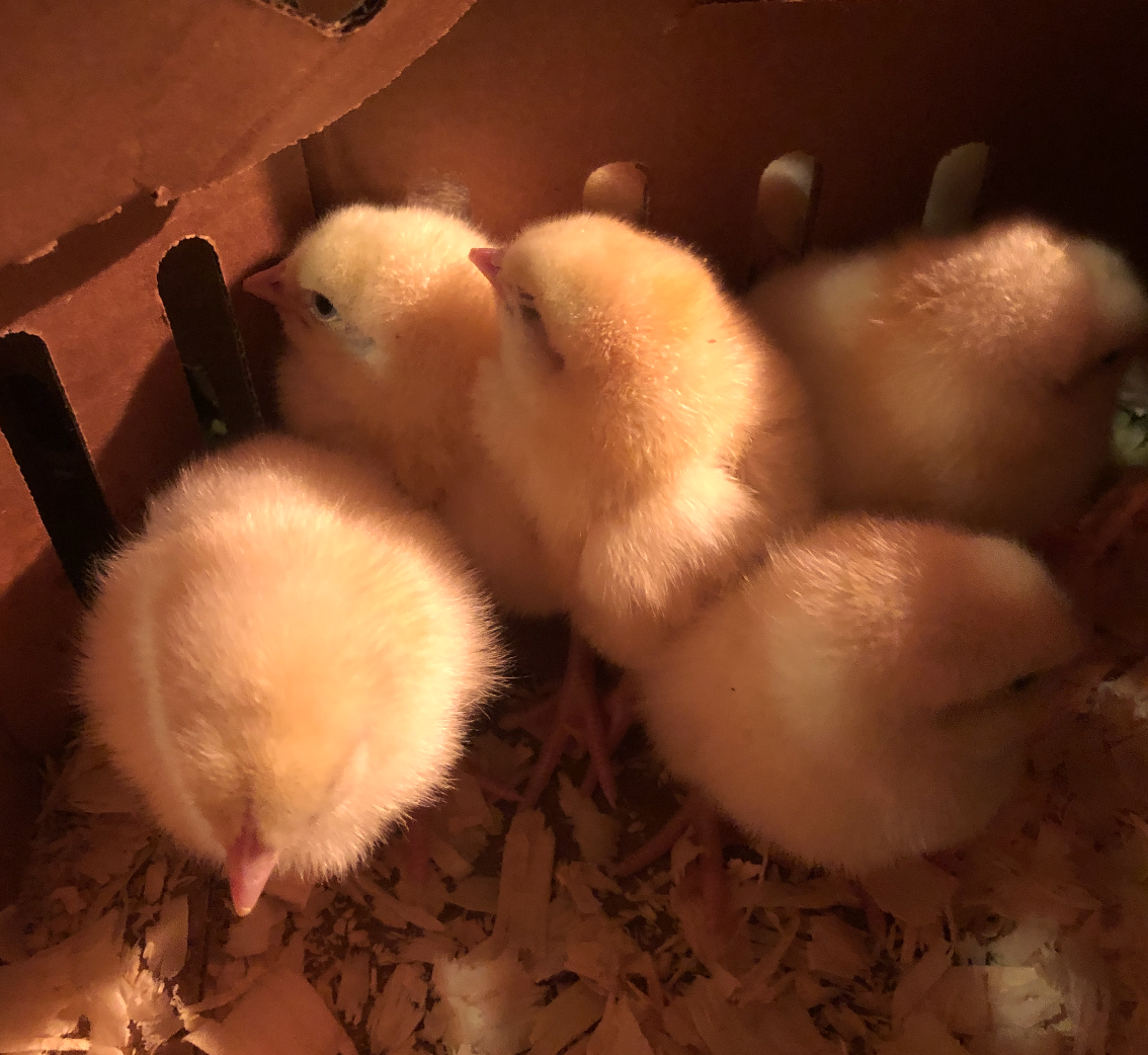 модный цыпленок. утята муларды. утка мулард. сколько стоят цыплята. бройлеры.