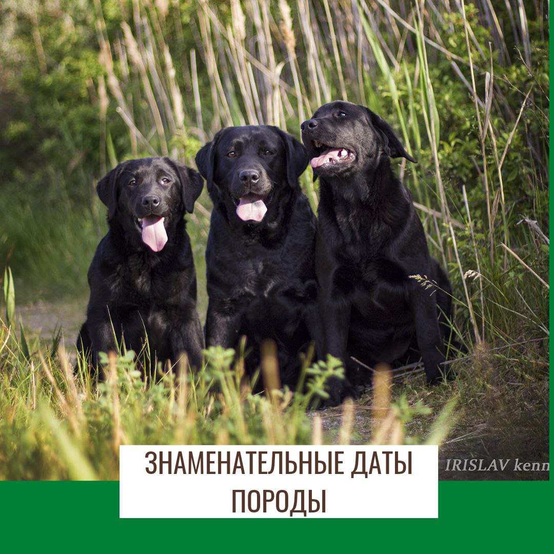 Знаменательные даты для породы лабрадор