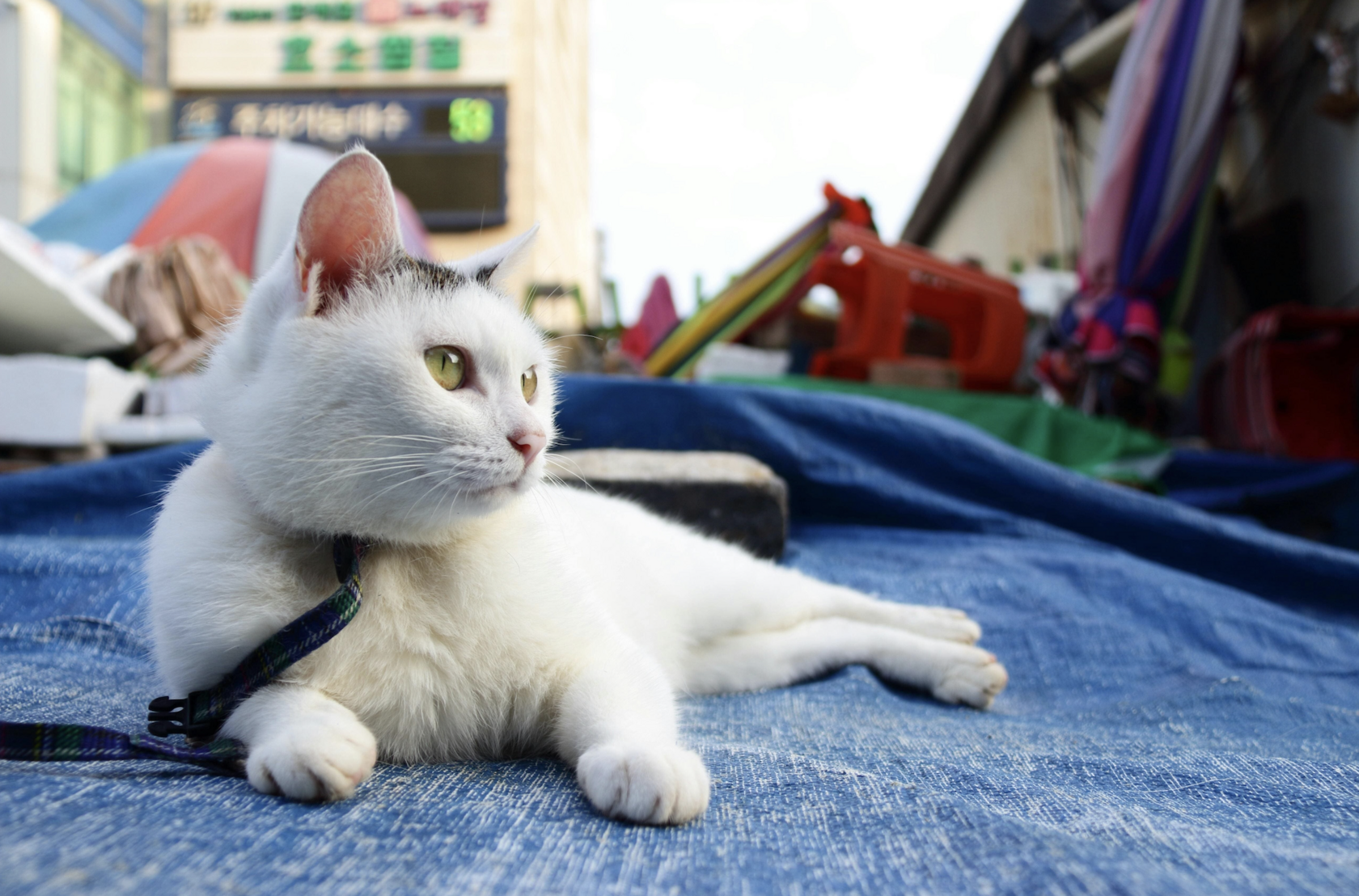 белый кот гуляет