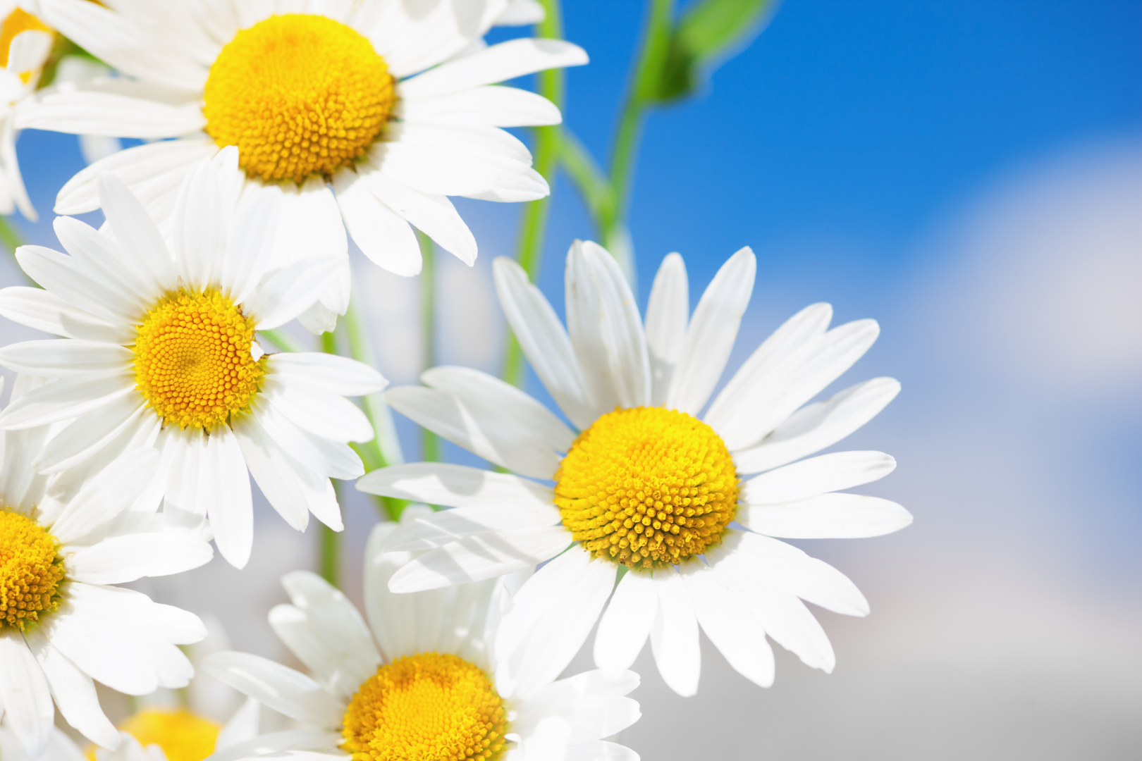 Италия. Ромашки