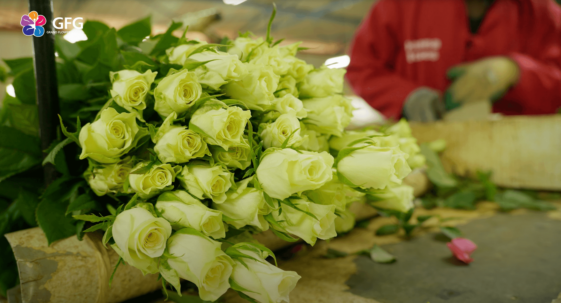 Как купить розы оптом от кенийской плантации «Hanna Roses».