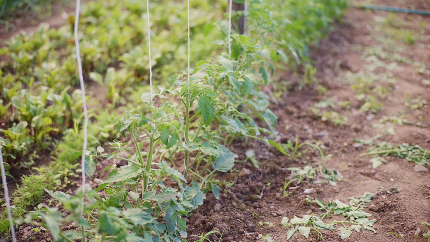 Rows of healthy tomato plants growing in a garden, demonstrating effective crop rotation practices for improved soil health and pest management.