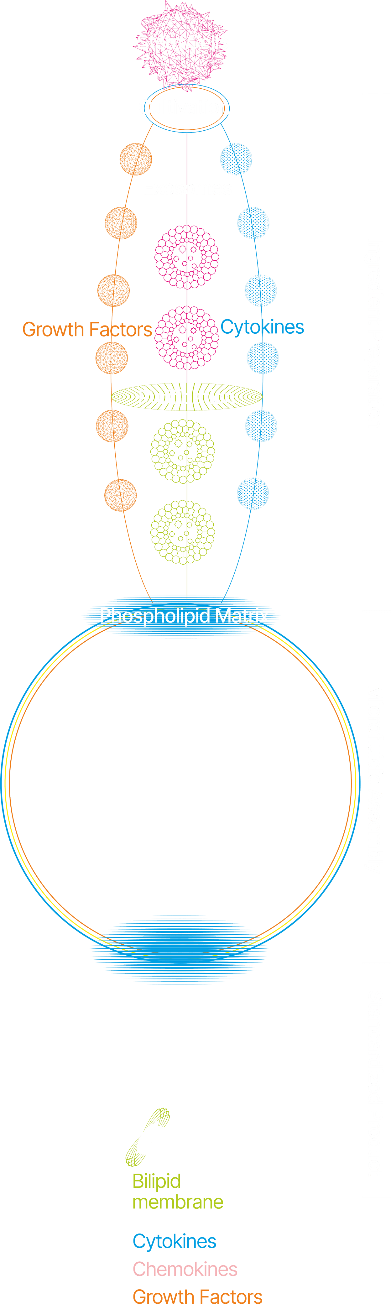 salutosome complex