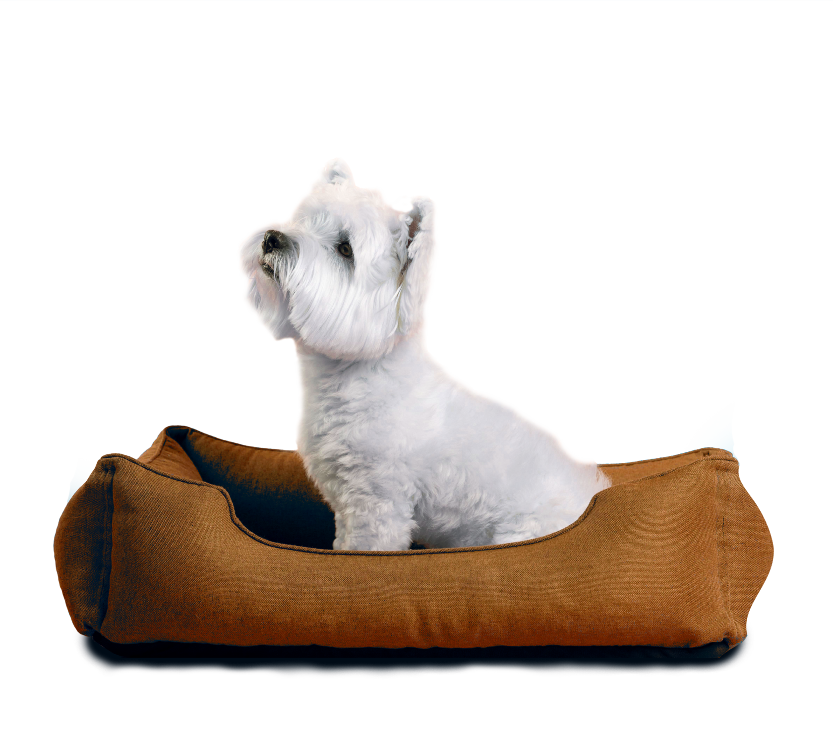 PetService | ПетСервис | Длительная передержка для собак в Москве