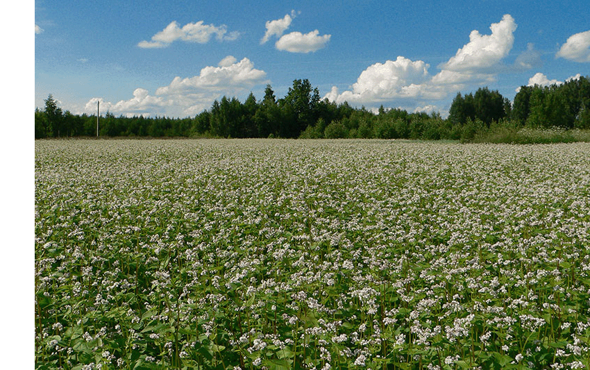 Медоносы на пасеке