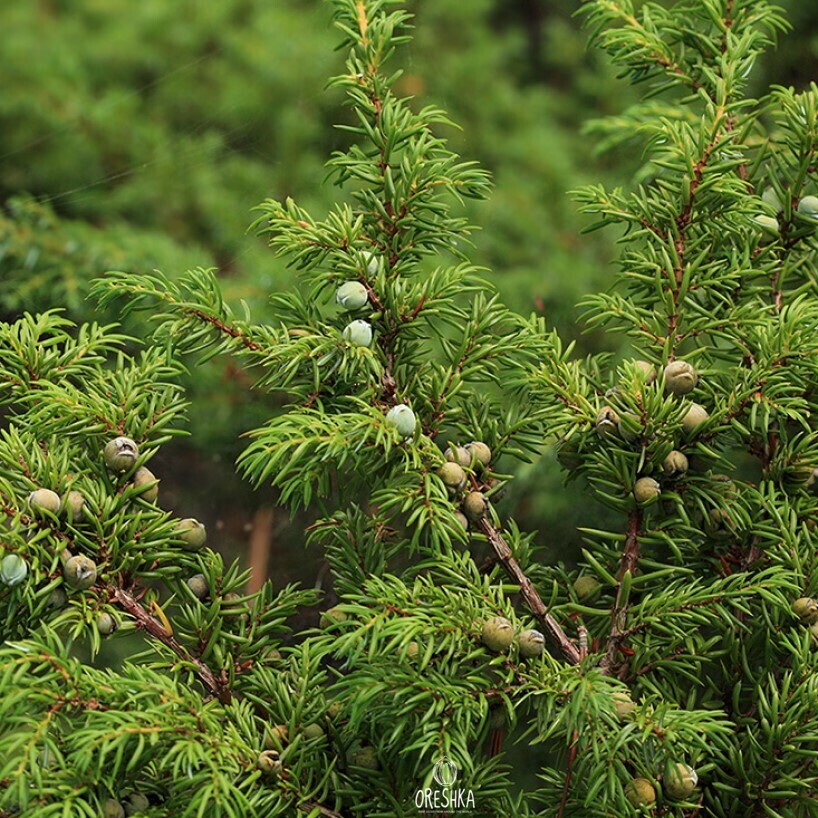 Seeds of Juniperus sibirica (Juniperus communis var. saxatilis Pall) — 30 pcs