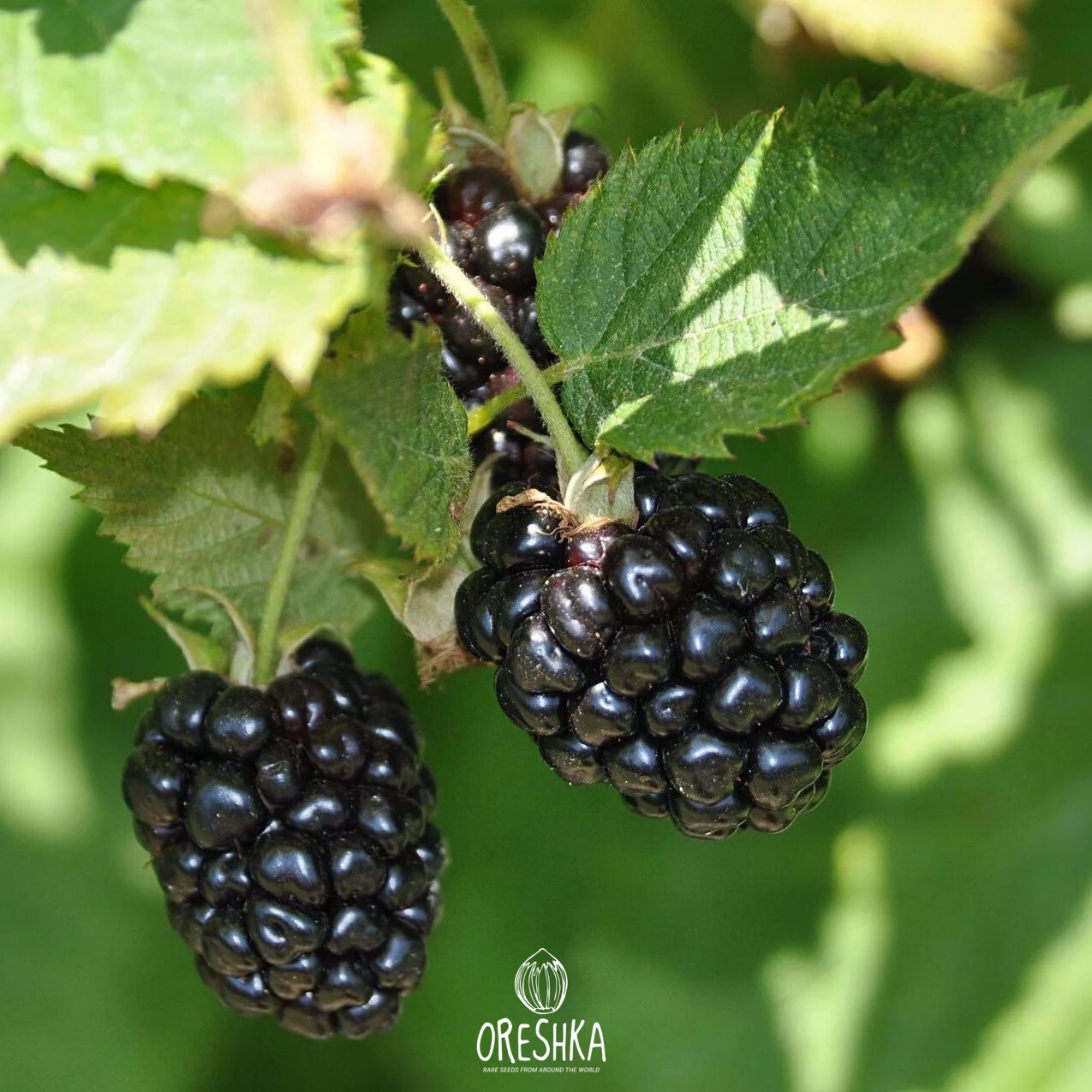 Rubus fruticosus white flowers close up summer
