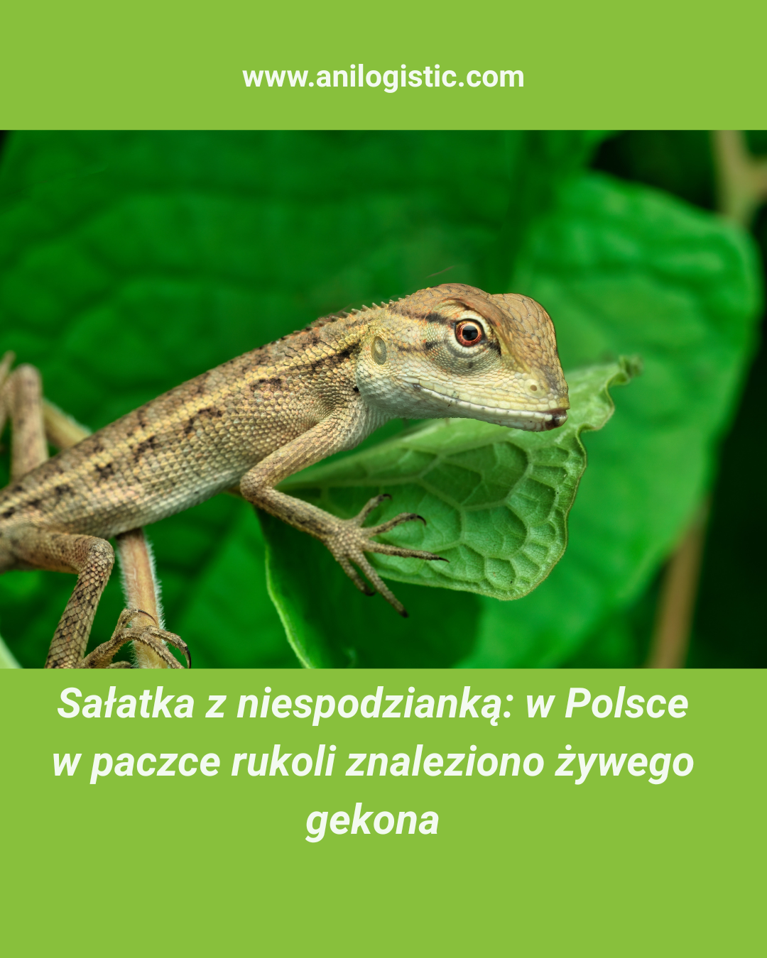 Gekon Mr. Bean znaleziony w paczce rukoli w Polsce.