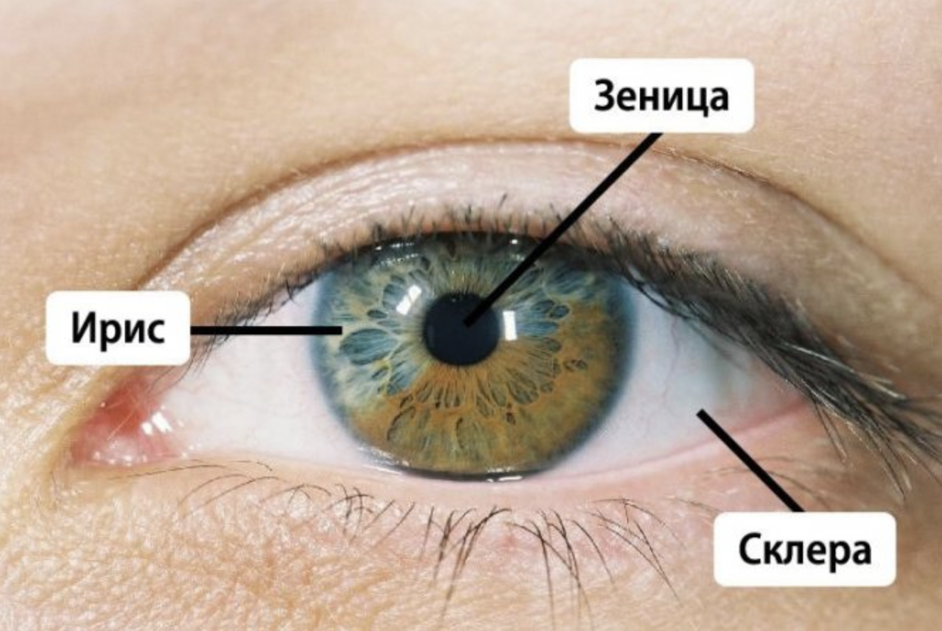 Склера глаза человека. Белковая оболочка глаза.