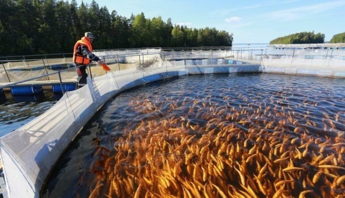 Форелевая ферма. Форелевое хозяйство 