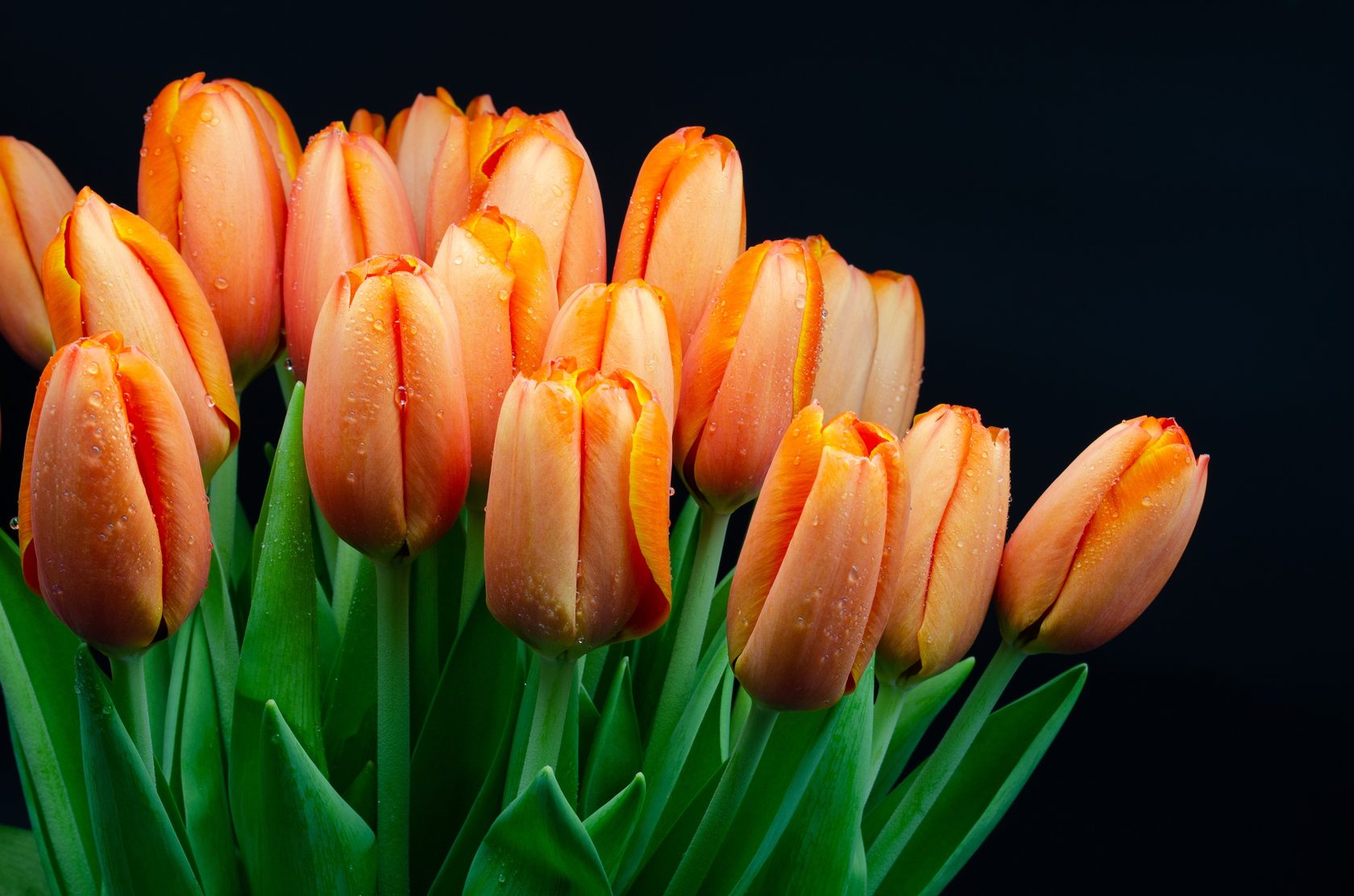 Тюльпаны купить в новосибирске в розницу. Тюльпаны классические. Живые тюльпаны. Живые тюльпаны фото. Живой тюльпан части.