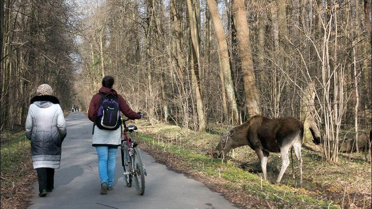 Лосиный Остров Москва Фото