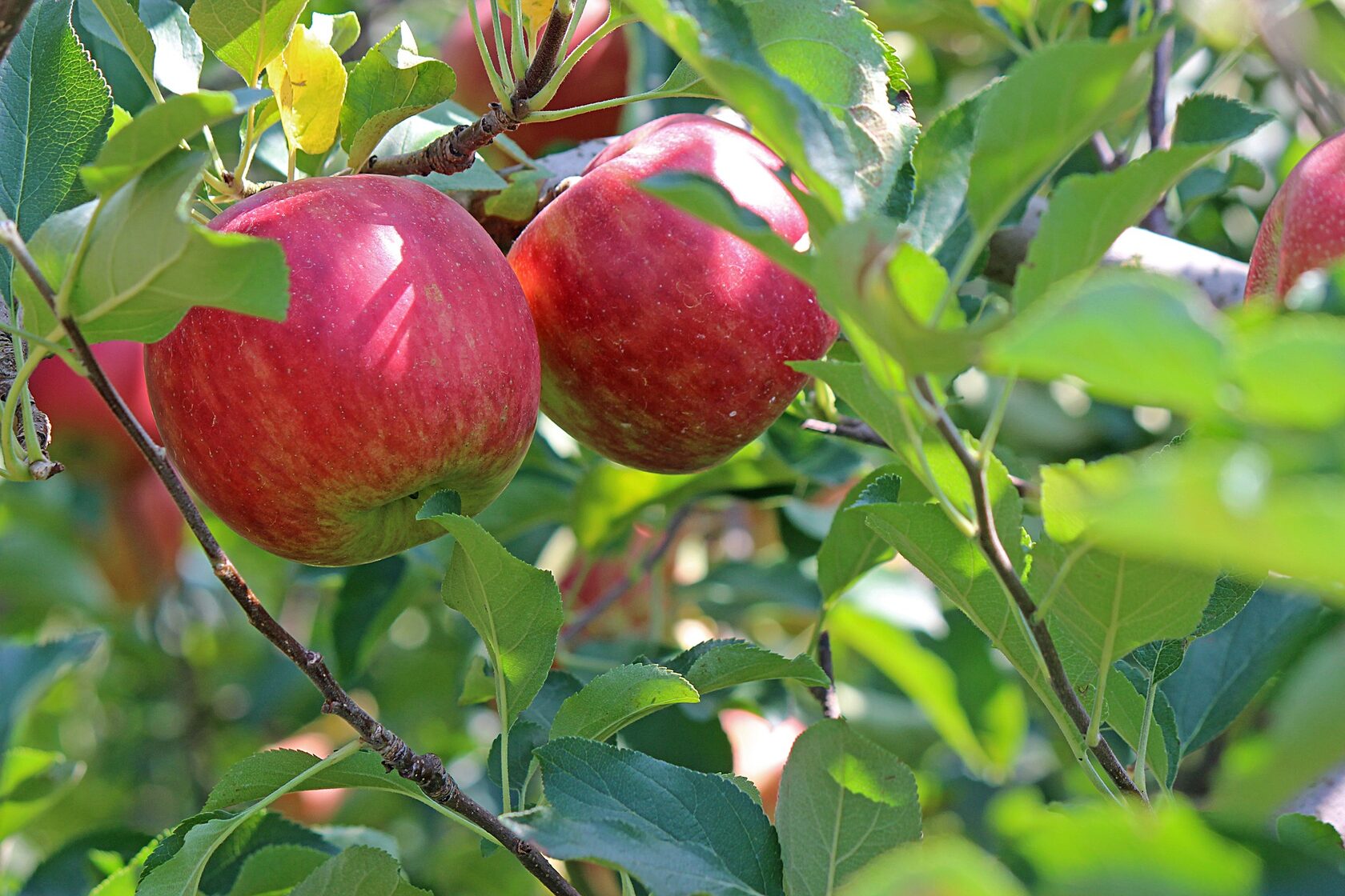 Фото яблони жигулевское фото и описание сорта