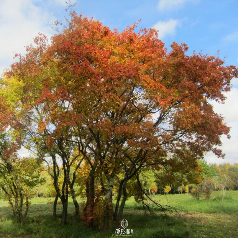 Acer ginnala orange scarlet autumn colour full tree display