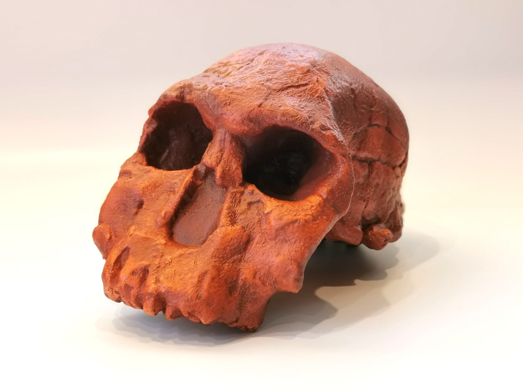 Homo rudolfensis