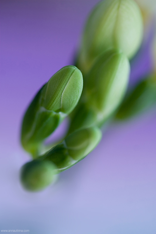 macro, macro flower, macro art, anna utkina, photography, macrophotograpy, floral art, макро, макрофотография, анна уткина