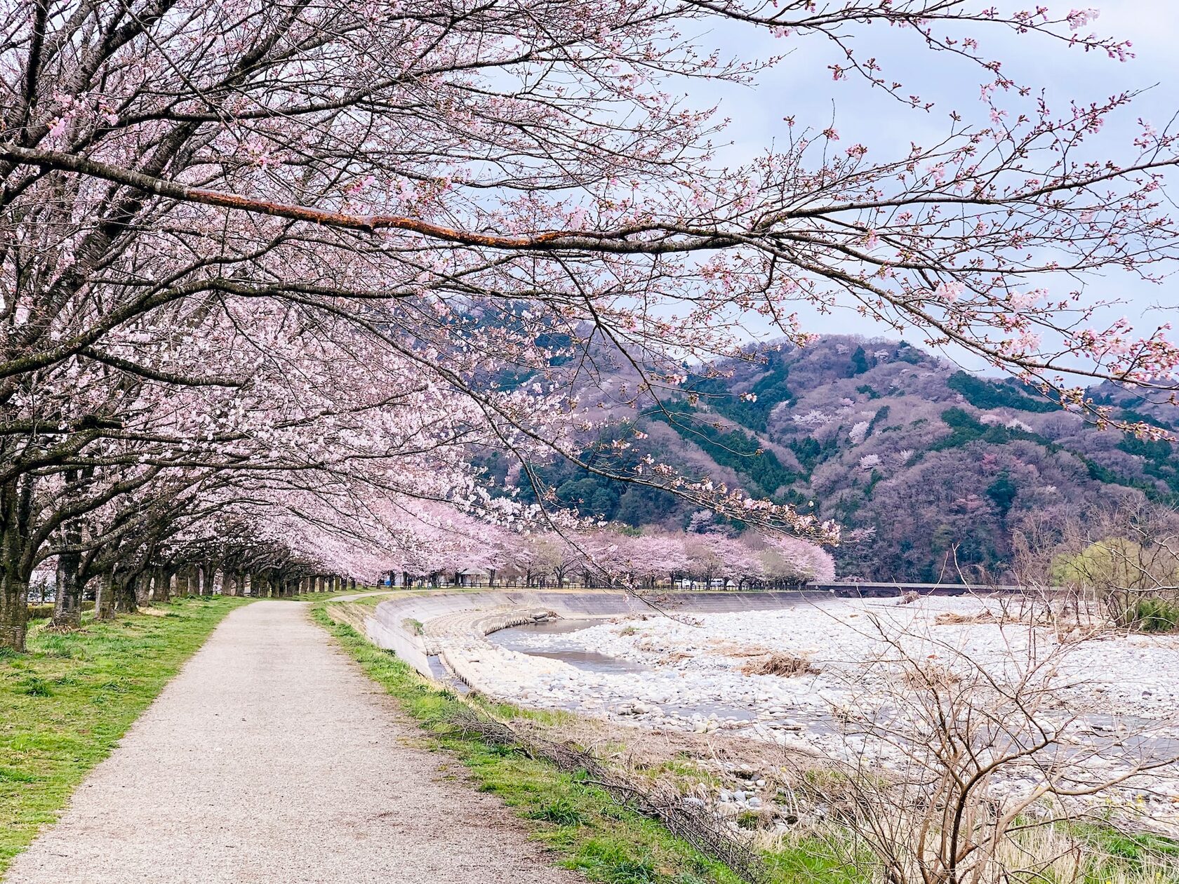 Аллея с цветущей сакурой, город Канума, префектура Точиги, Япония