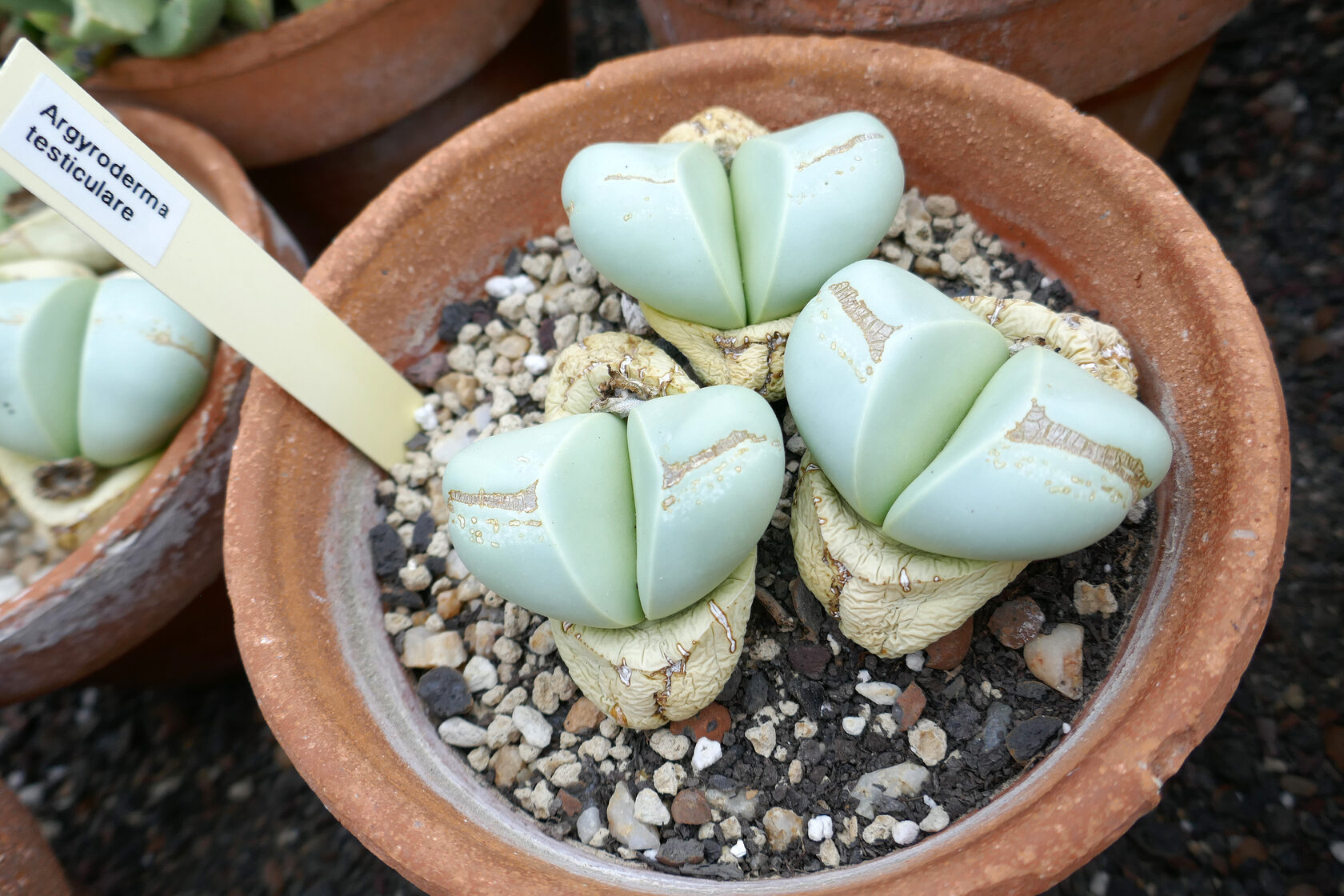 Аргиродерма Lithops Argyroderma