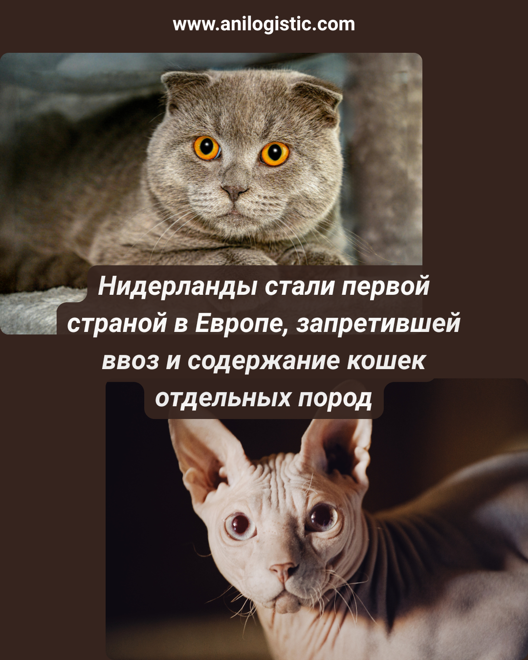 Запрет на ввоз и содержание кошек отдельных пород в Нидерландах