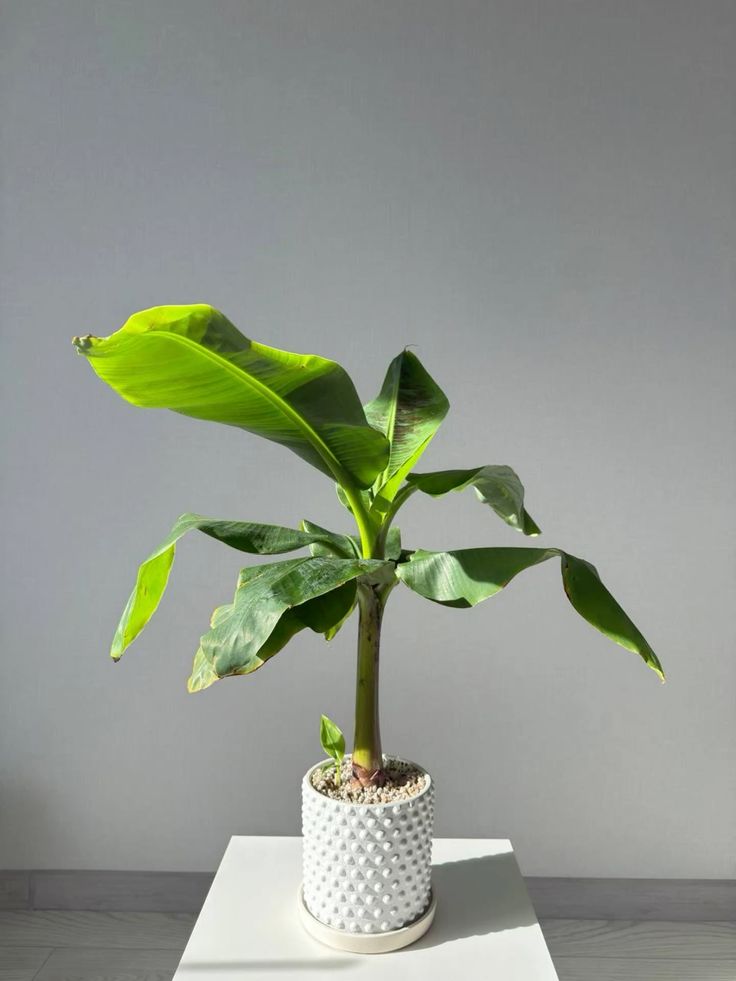 Green indoor plant in pot