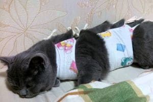 Защитная попона для кошки после стерилизации: как завязать и сколько носить