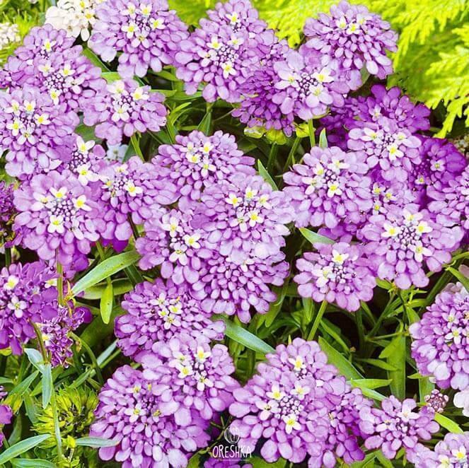 Seeds of Iberis Regina purple (Iberis) — 30 pcs