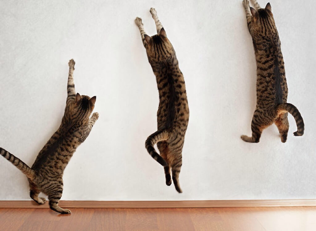 Кошки прыгают на стены