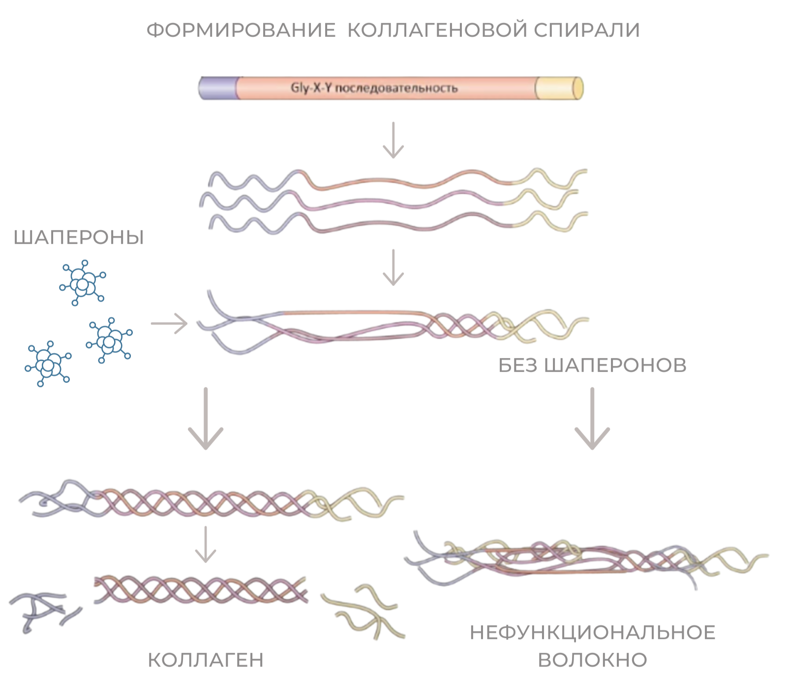 Роль белков Шаперонов в формировании коллагеновой спирали