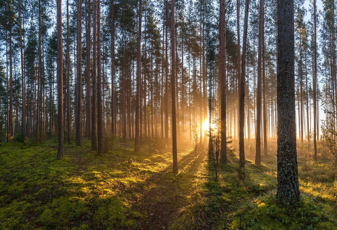 Ленинградский лес. Лес Ленинградской области. Хвойный лес Ленинградская область. Сосновый Бор Ленинградская область. Луга Ленинградская область Сосновый Бор.