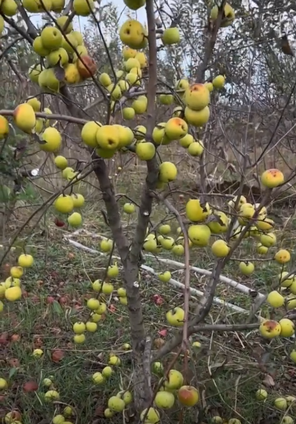 Урожай яблони позднего срока созревания “Голд Раш” в питомнике “Дерево-Сад”