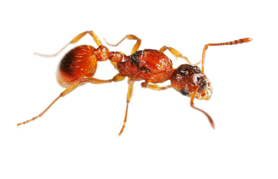 Red Ant (красный муравей) мушка